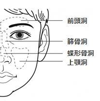副鼻腔の図
