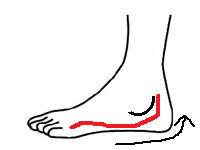 足のリンパの図